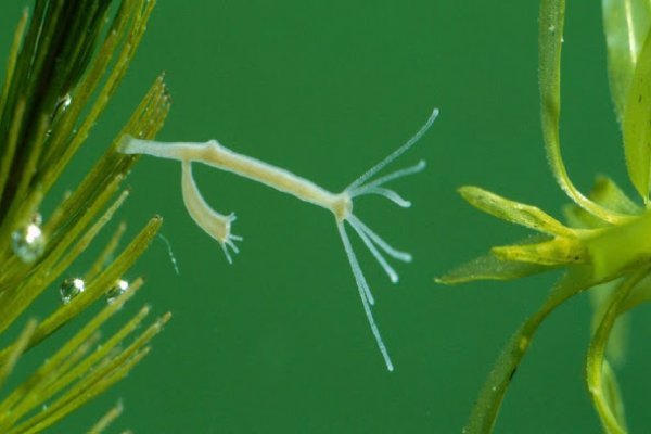 Kra44.at