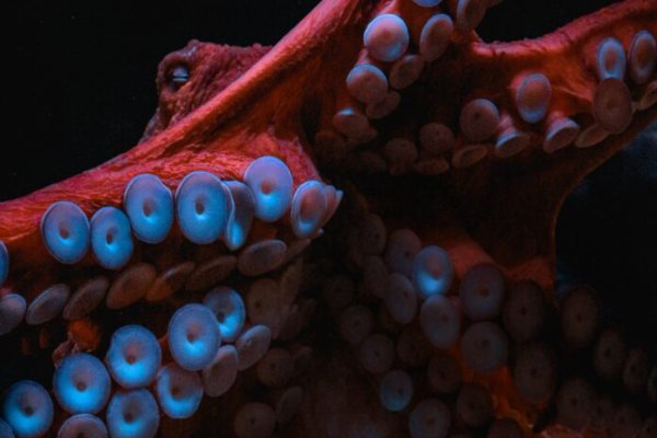 Kraken площадка